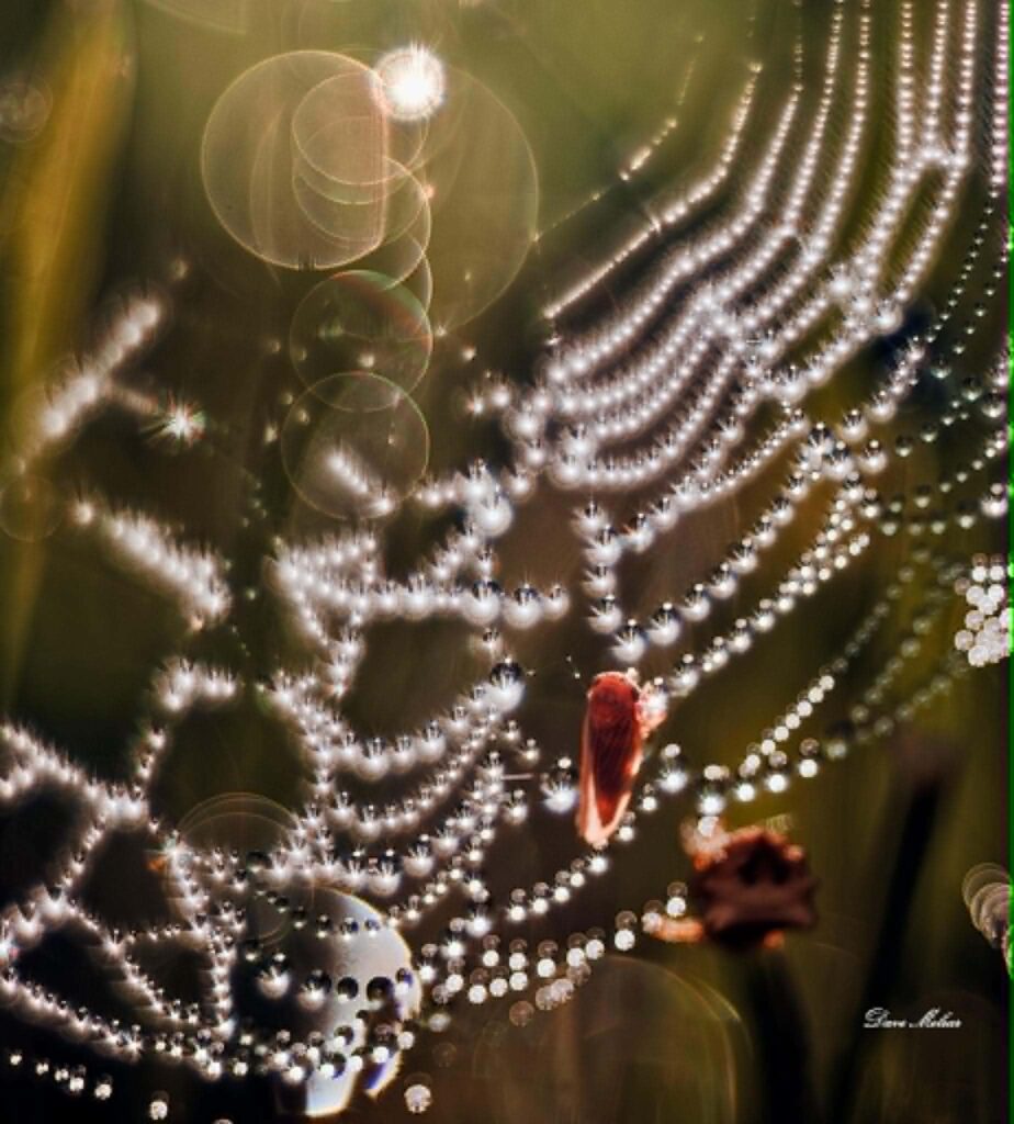 Macro image of spider on its web with sun behind it