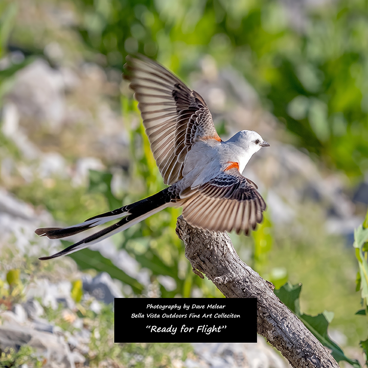 "Ready for Flight" — A Scissor-tailed Flycatcher photographed in Northwest Arkansas by Dave Melear